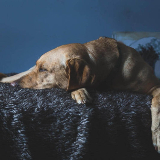 do puppies outgrow separation anxiety