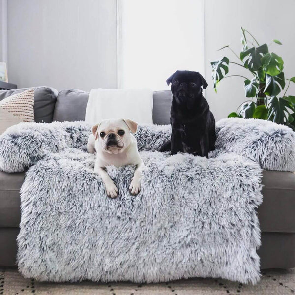 Keep Your Furniture Clean and Your Dog Anxiety-Free